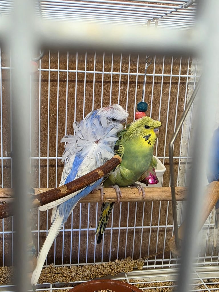 Baby budgies and baby helicopter Budgies 
