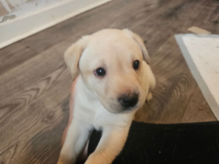 Beautiful Yellow Labrador Puppies for Sale