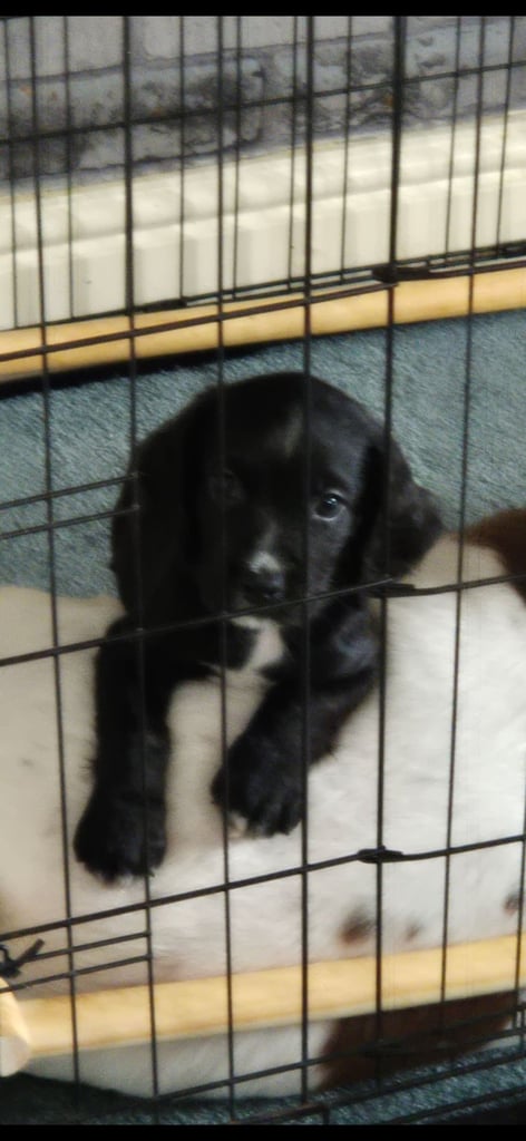 Sprocker puppies for sale