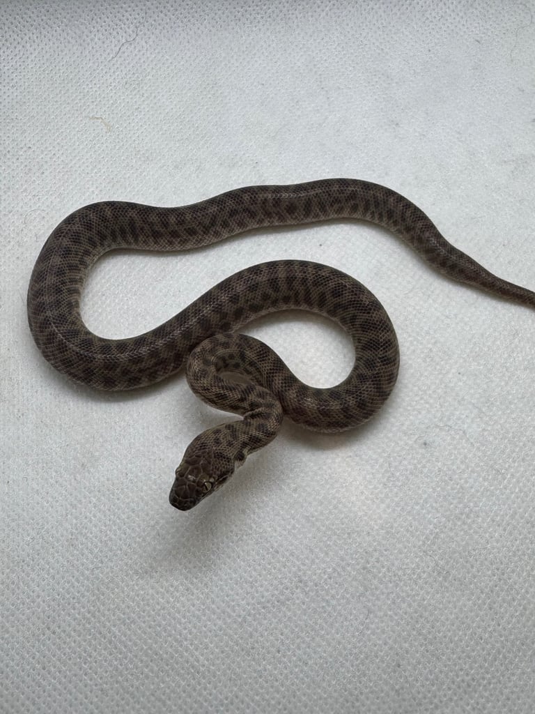 Children’s pythons 