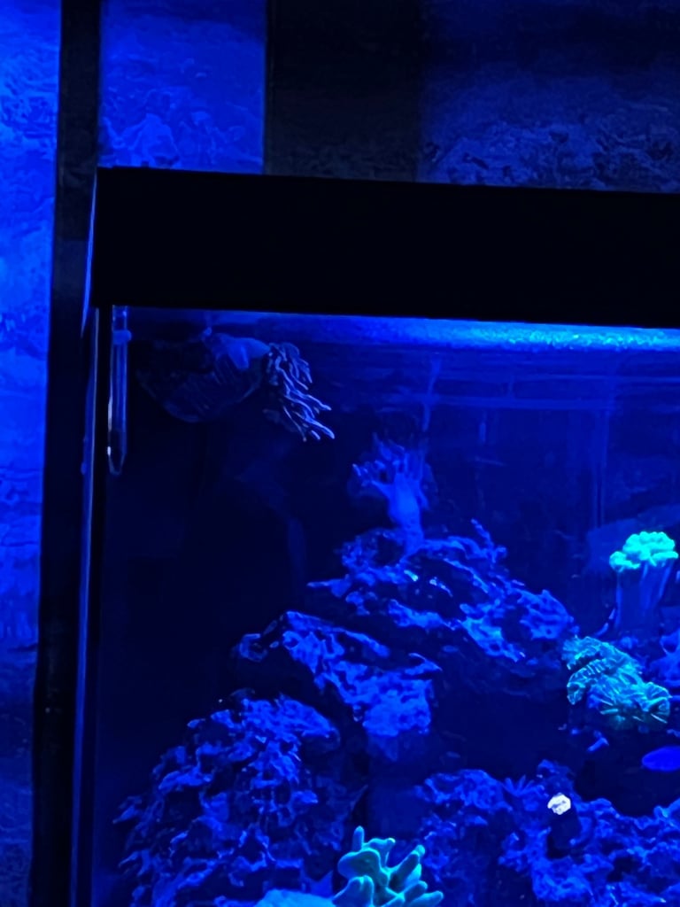 Complete 125l marine tank 