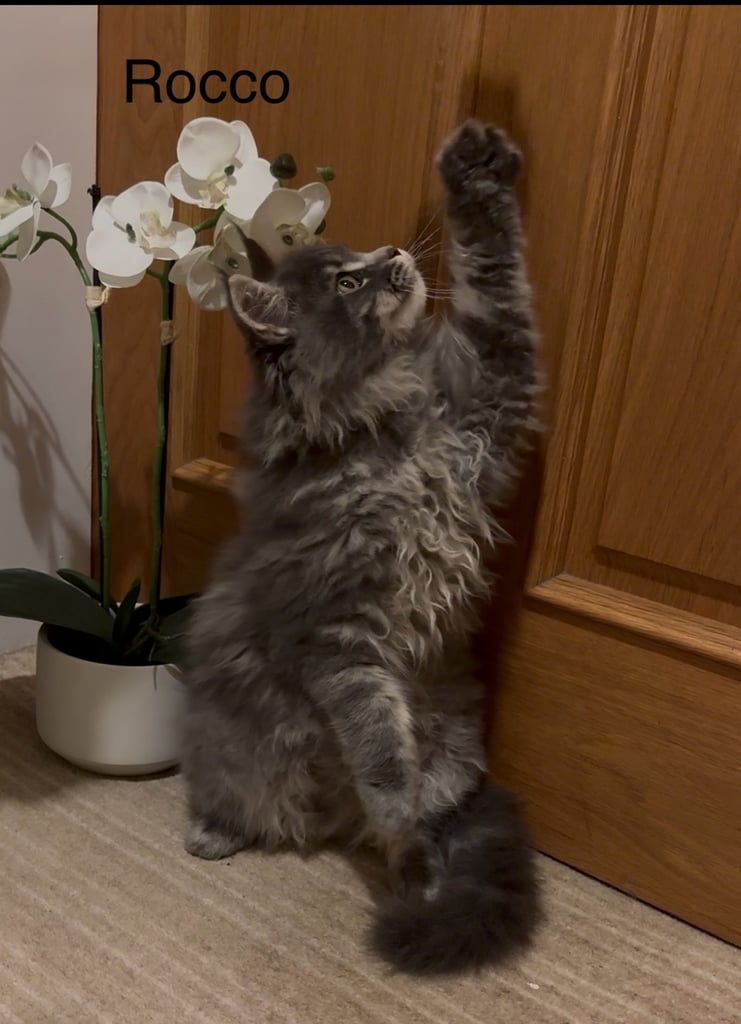 OUTSTANDING MAINE COON KITTENS