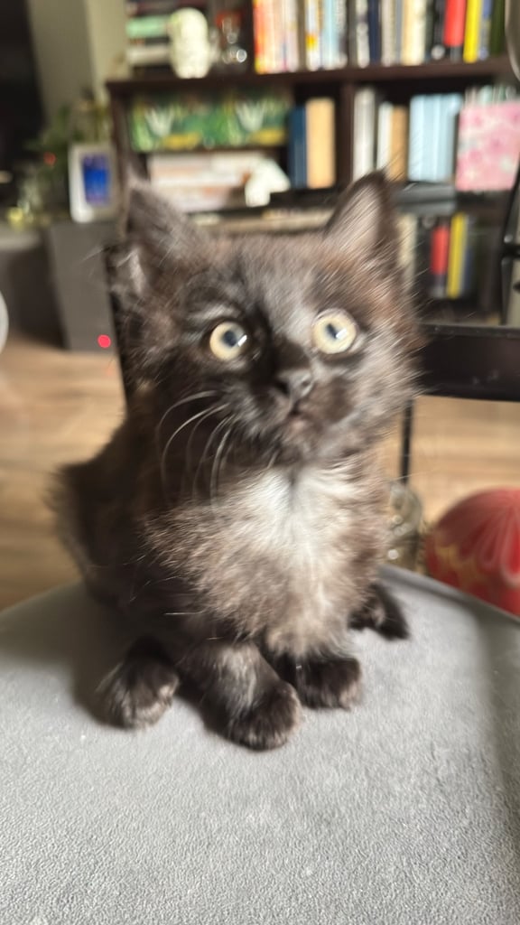 Beautiful kittens only 2 left x