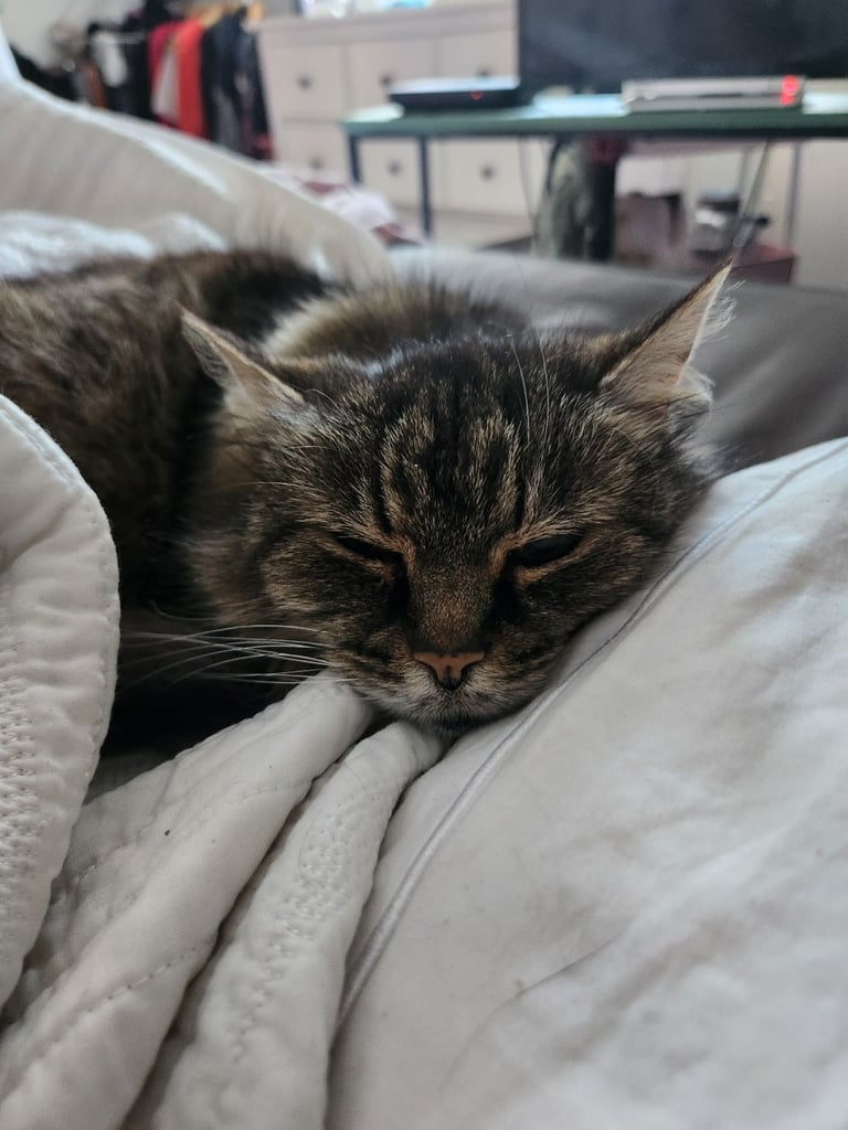 Adult long hair female cat