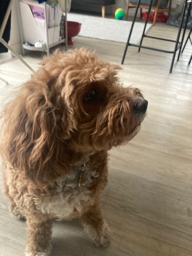 Beautiful Cavapoochon