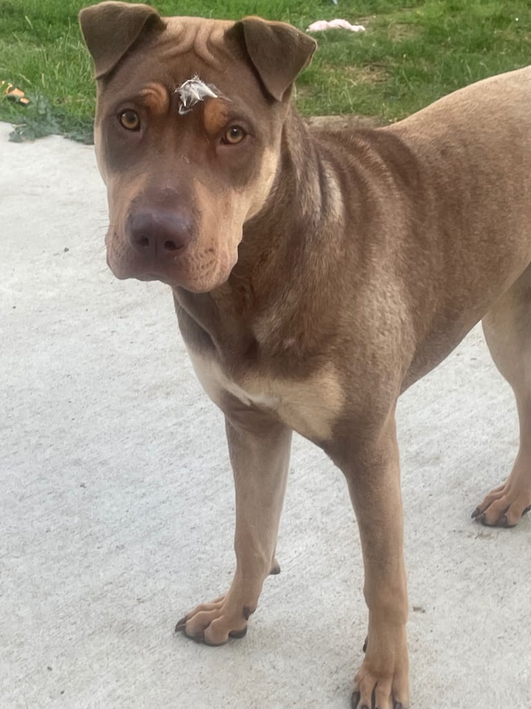 Sharpei x labrador