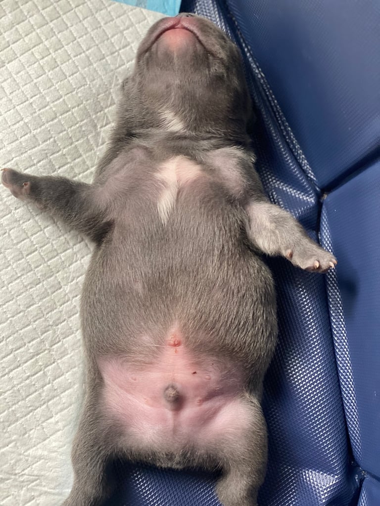 Stunning French bulldog puppies looking for their new forever home. 