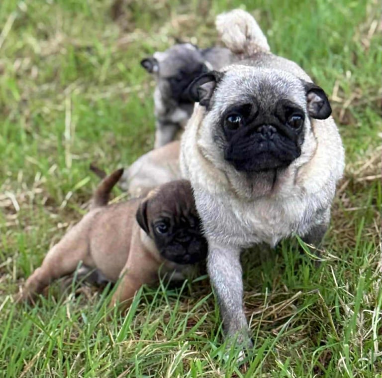 Pug Puppies 