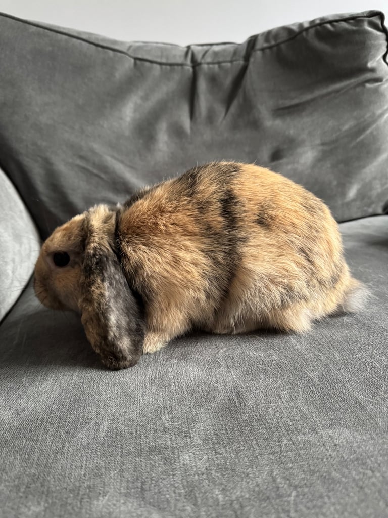 Beautiful Mini Lop Boy (Buck)