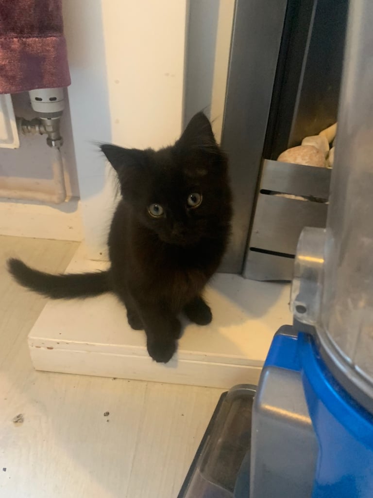 Kittens