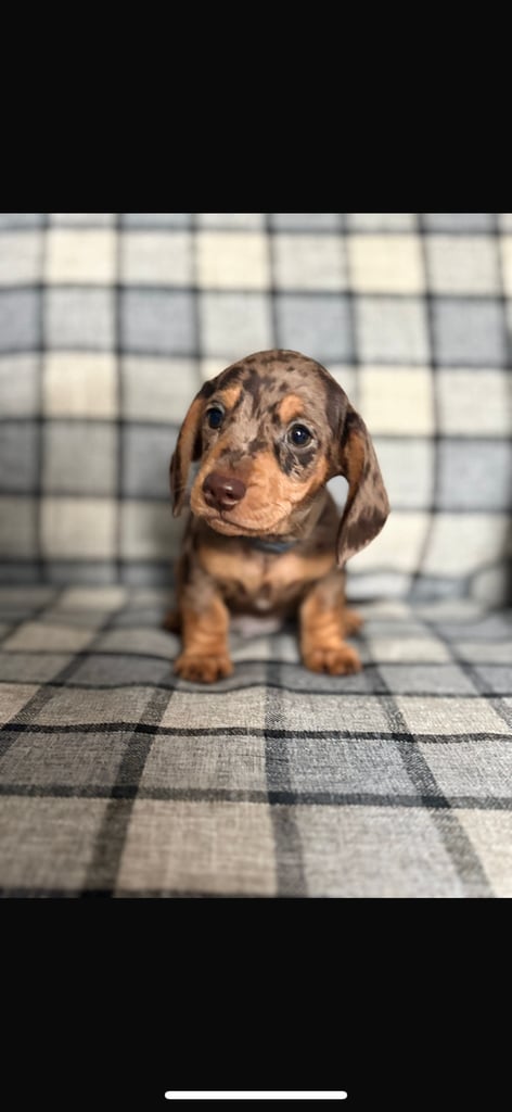 Miniature DACHSHUNDS