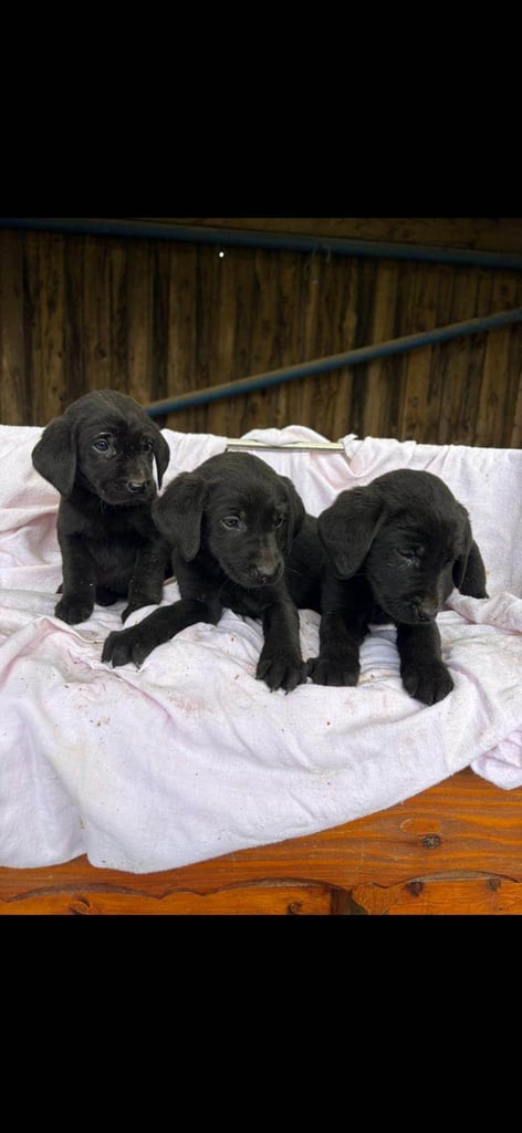 Labradore puppies