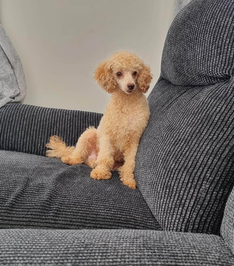 Apricot toy poodle 5 year old