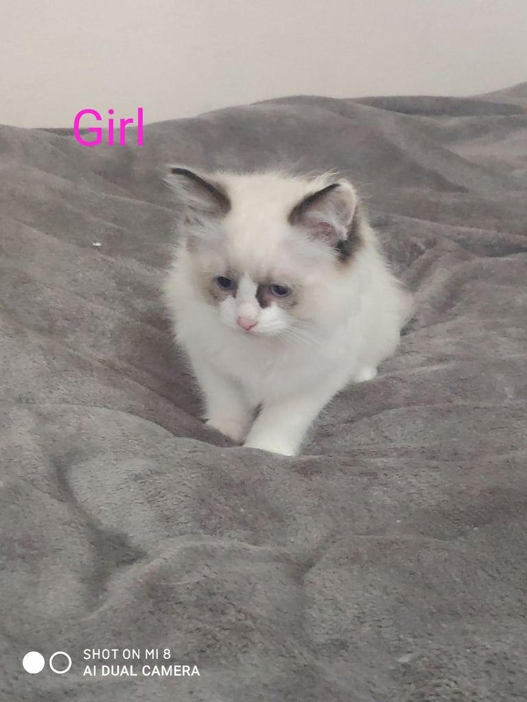 Ragdoll Kitten