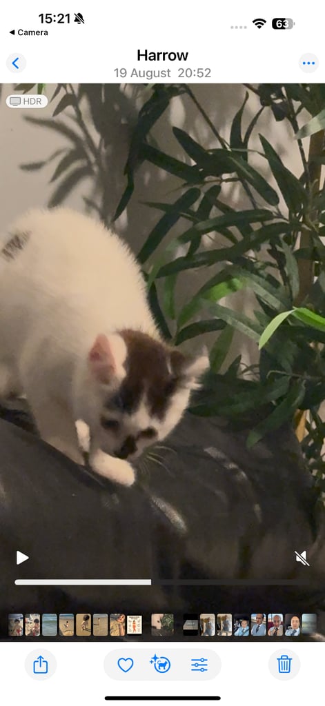A beautiful, lovely and friendly kitten nearly 36 weeks old
