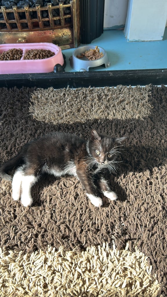 3 beautiful girl kitten