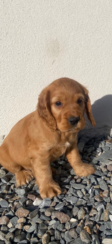 Golden cocker spaniel puppies 