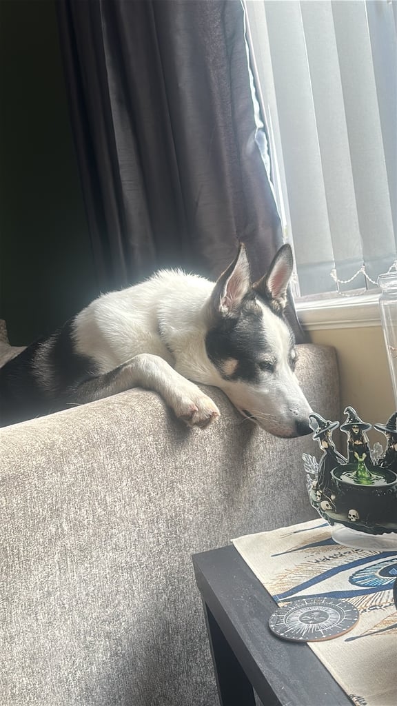 Male husky 