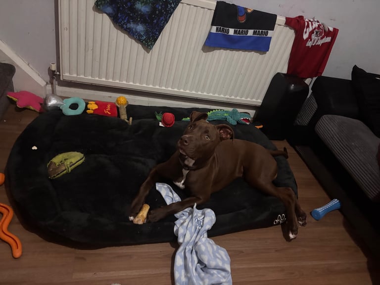 Staff Doberma mix with Labrador pitbull 