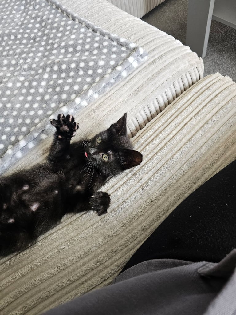 Cat for Rehoming