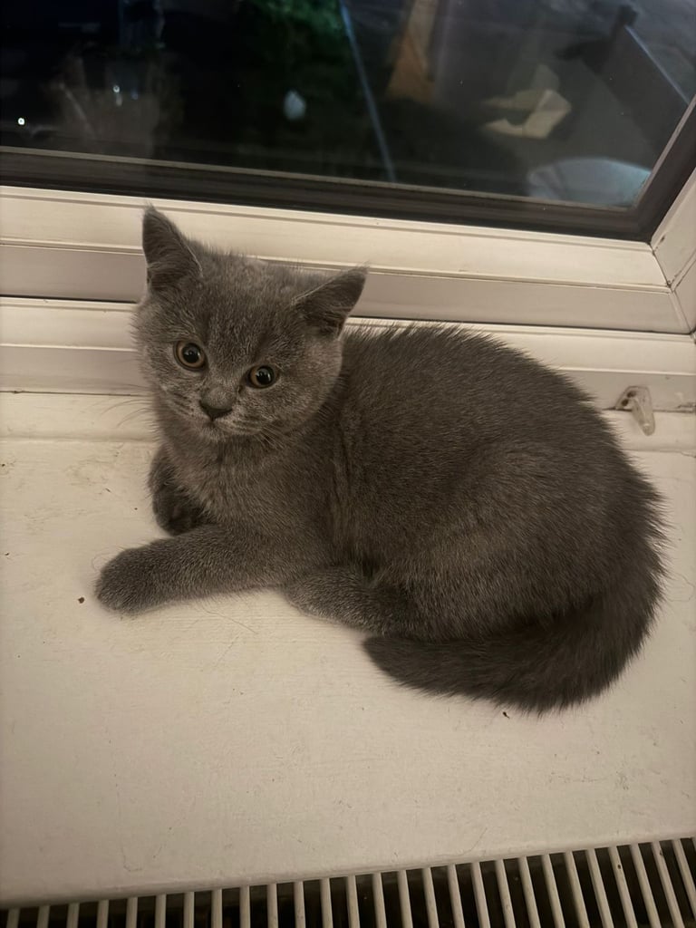 BSH female kitten