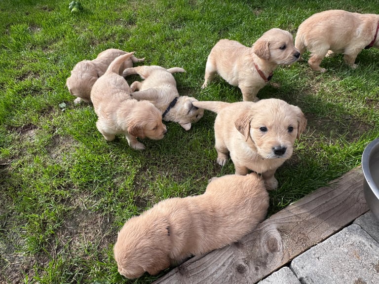 Purebred Golden Retriever Puppies