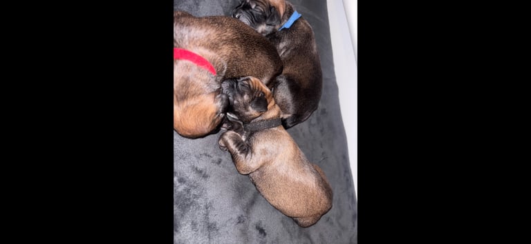 Saluki Bull Greyhound Puppies