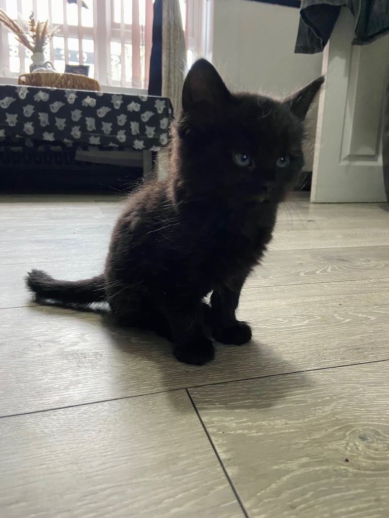Beautiful kittens ready for there new homes 
