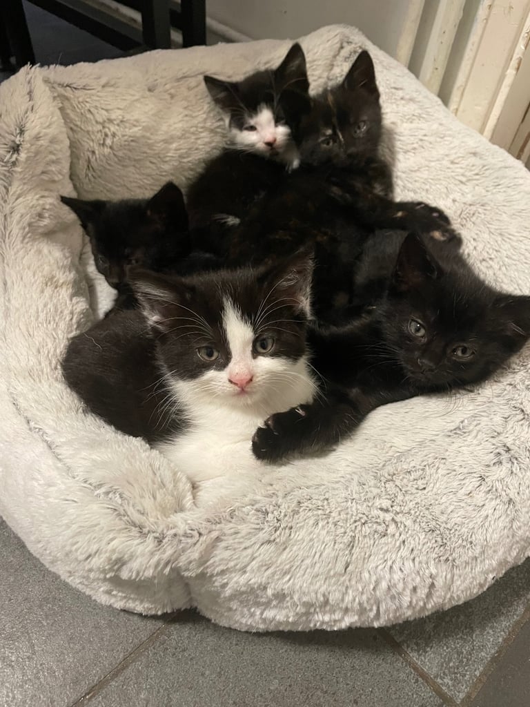 Five kittens looking for loving homes ready to leave now