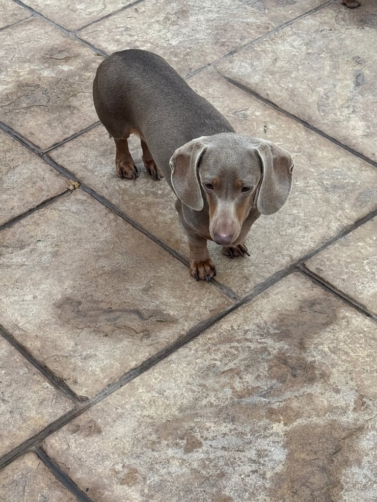 Miniature dachshund adults for sale 