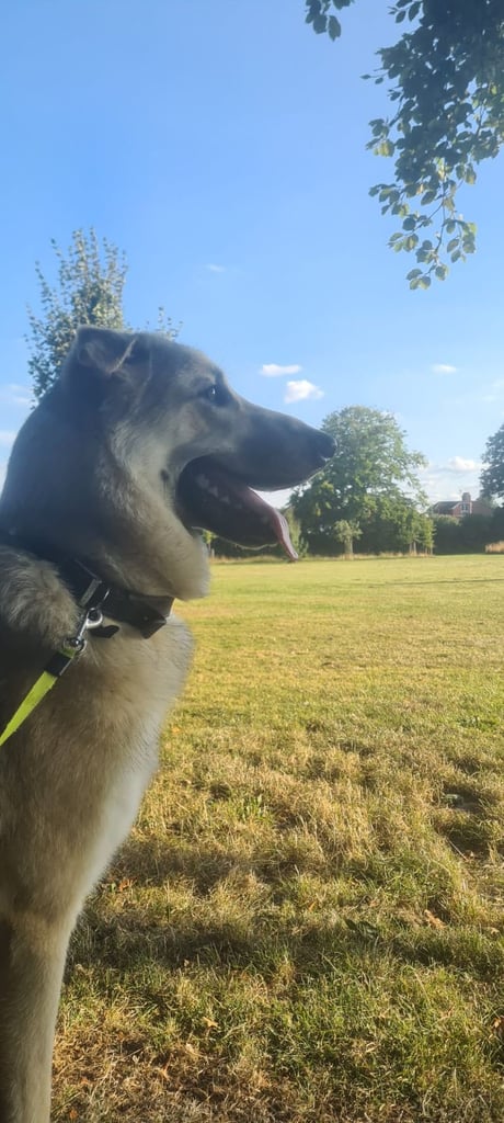 All 2 year old east European shepherd x siberian laika 