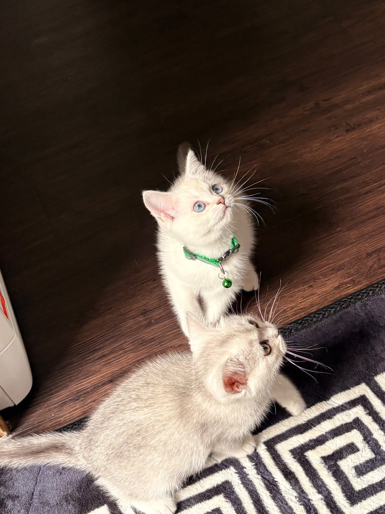 Kitten 