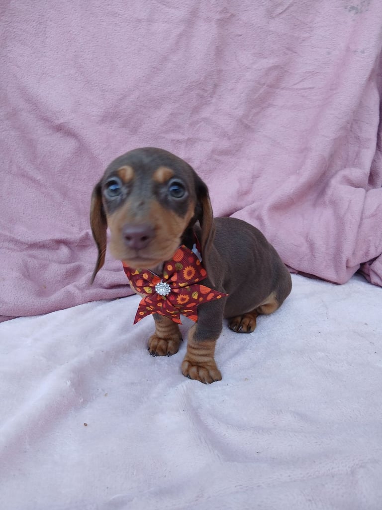 Kc reg miniature dachshund puppy. 1 left