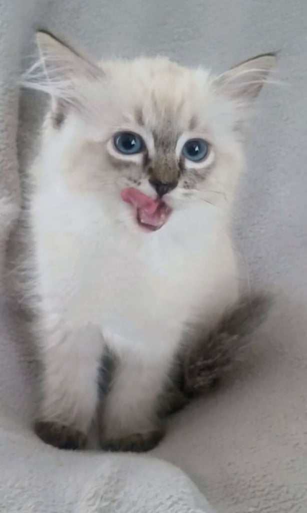 **LAST MALE LEFT** Gorgeous Ragdoll kittens ready to leave. Both parents Pedigrees