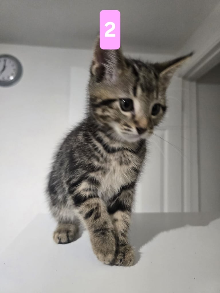 Kittens
