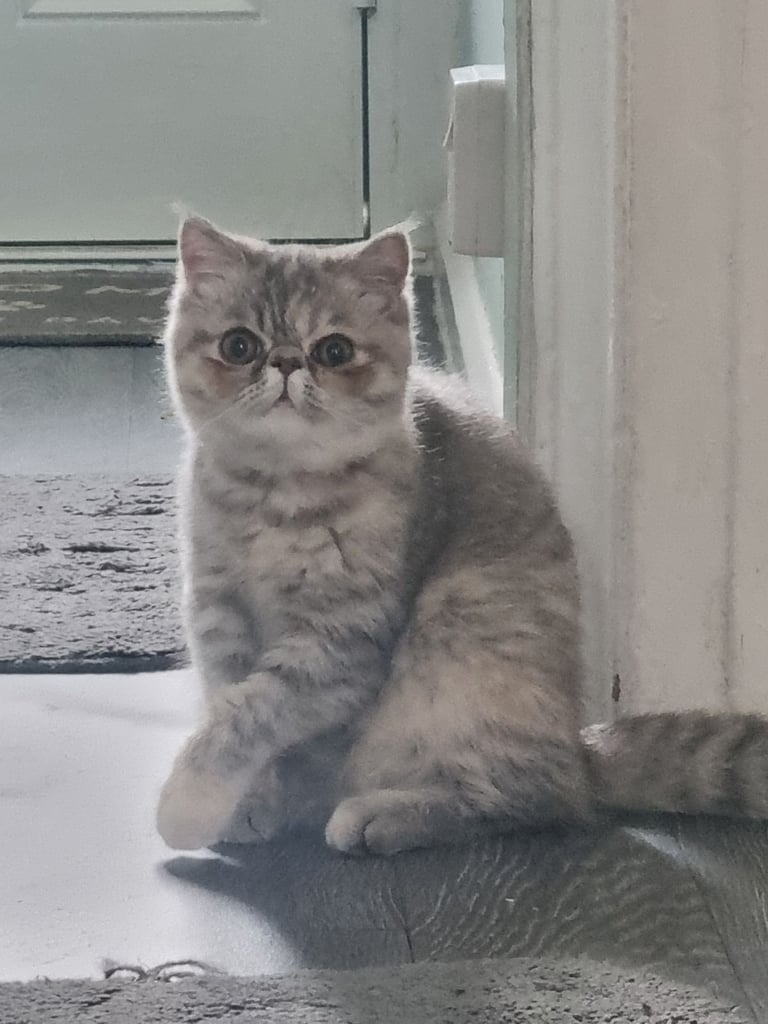 Exotic Persian kitten female lap cat