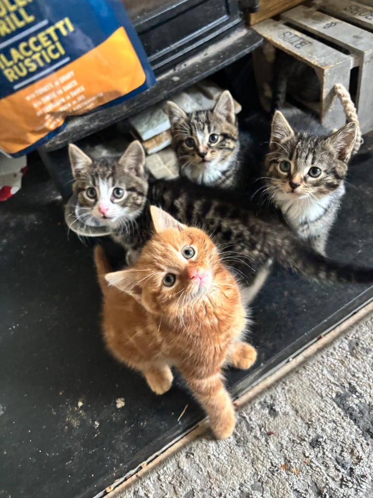 image for The cutest kittens 