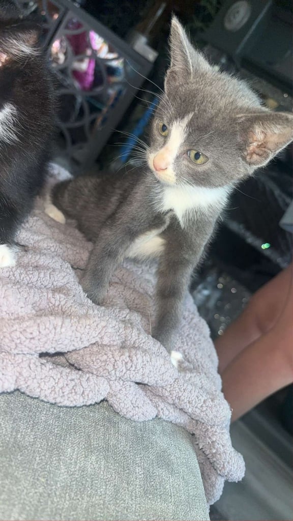 Lovely male kittens x 3  (fuly  grey is now  reserved ) 