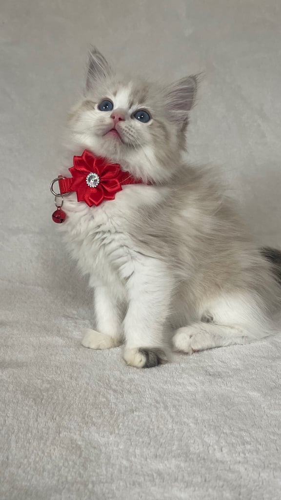 Ragdoll Kittens 