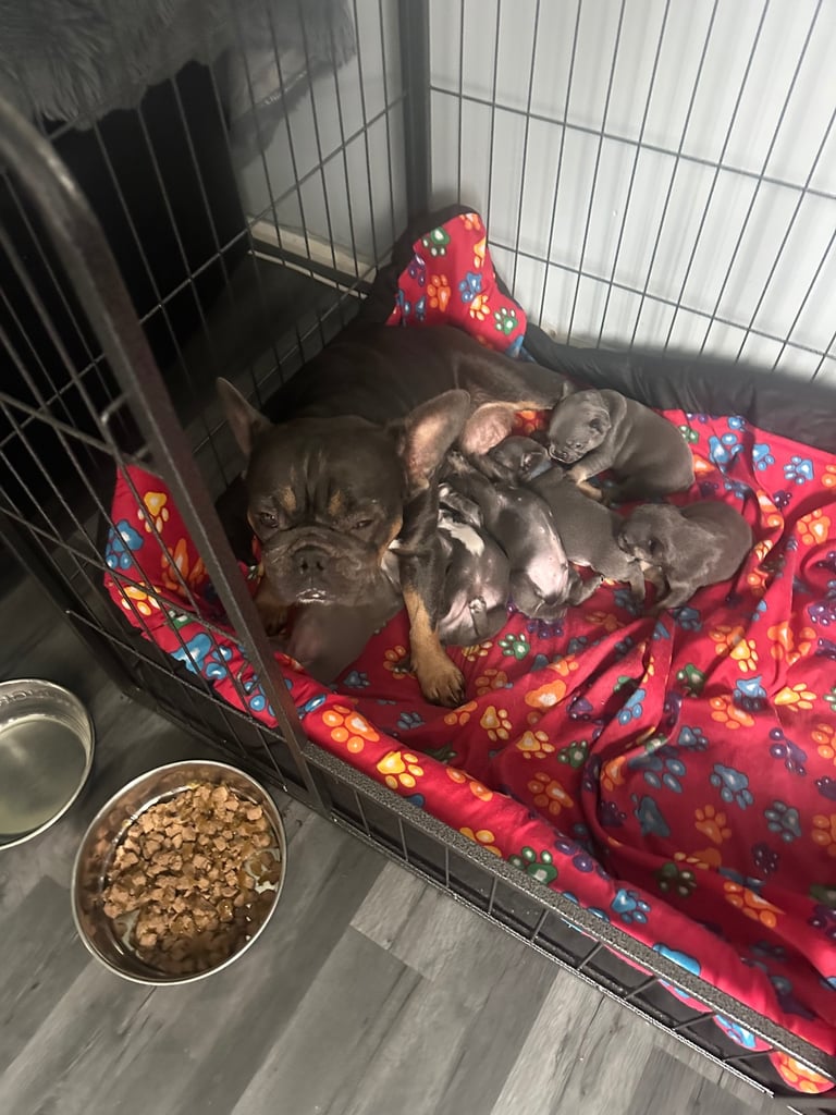 French bulldog puppies 