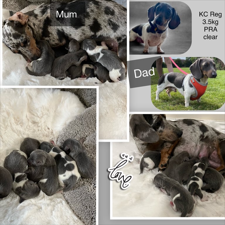  Based in crook county durhamMicro mini dachshunds 