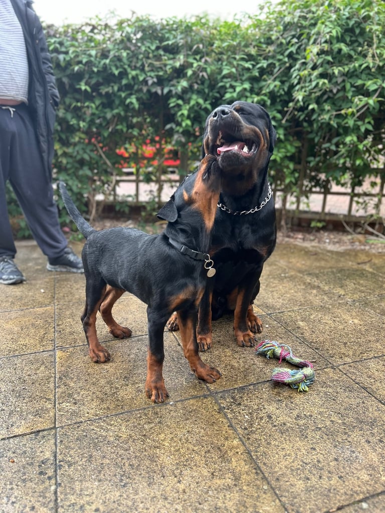 Rusty the Rottweiler 