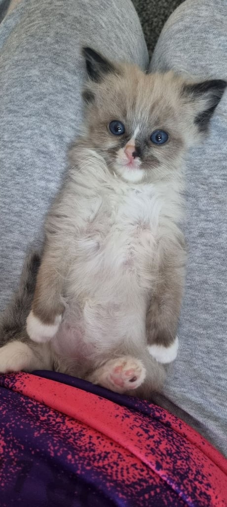 Ragdoll kittens 