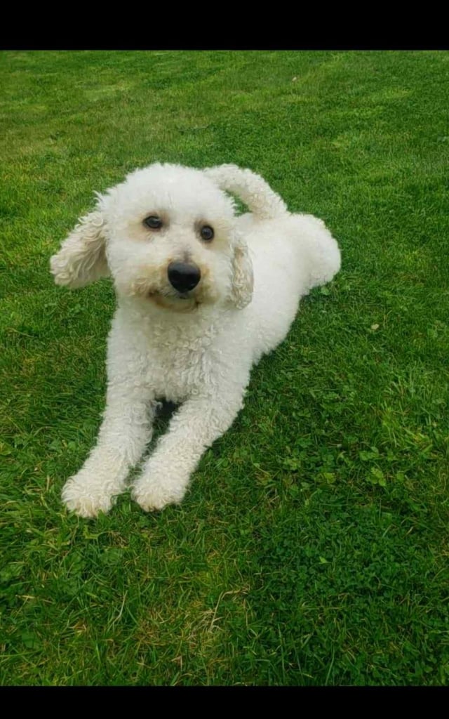 Cockapoo puppies 