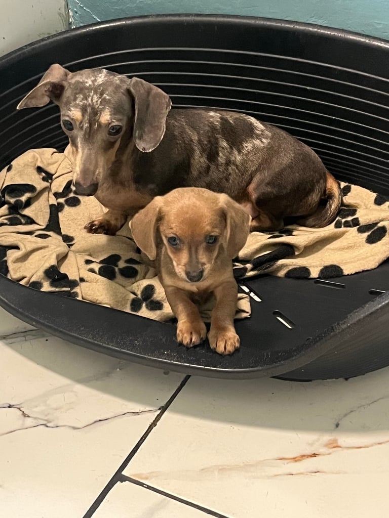 Miniature dachshund puppies ready