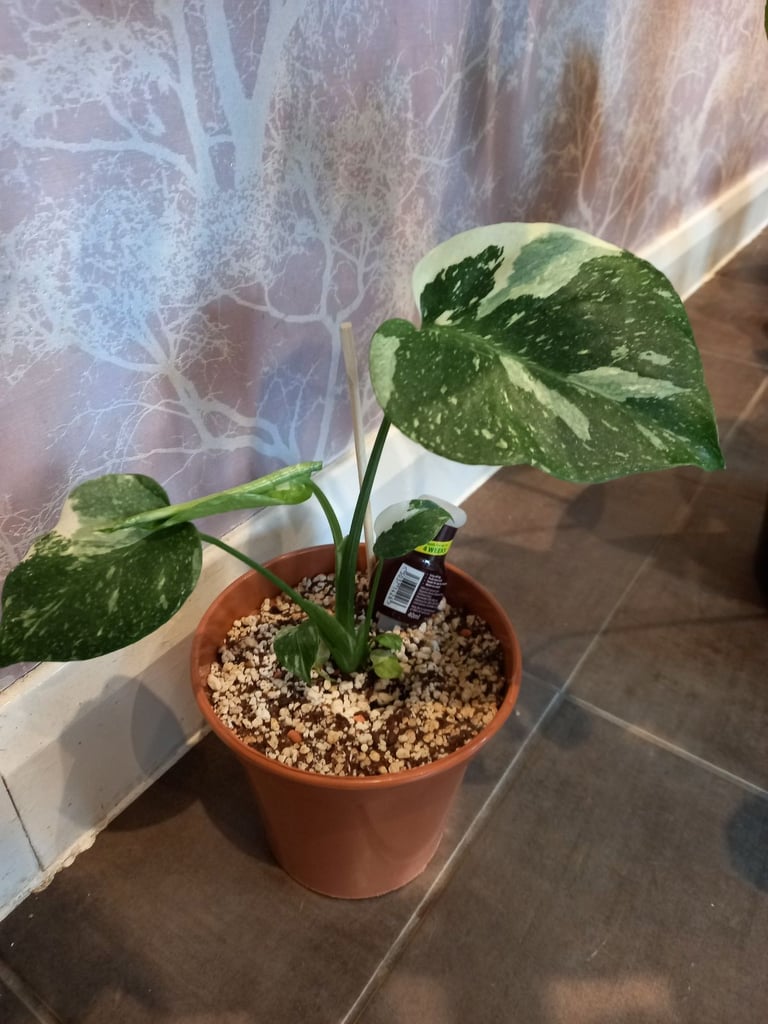 image for Monstera thai constellation 