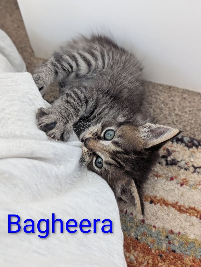 6 Beautiful Kittens - ONE AVAILABLE 