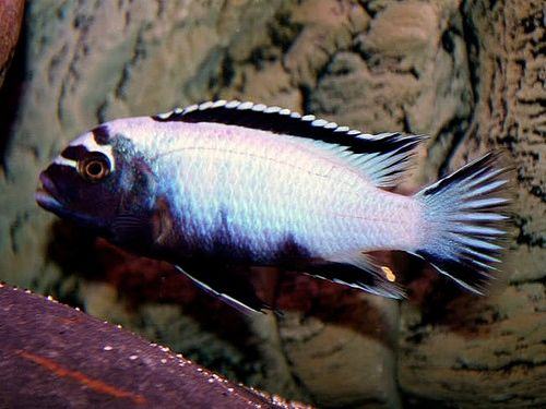 Malawi cichlids tropical fish and syndontis catfish 