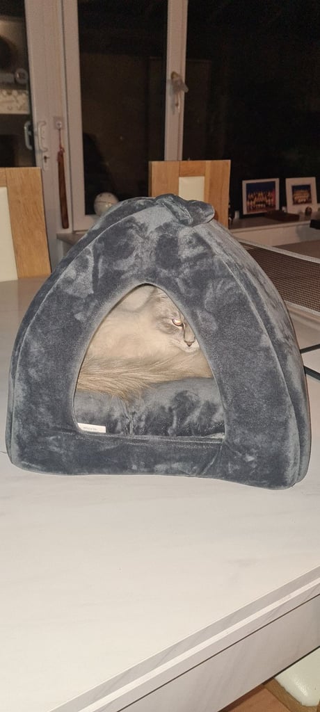 Cat bed for sale £5
