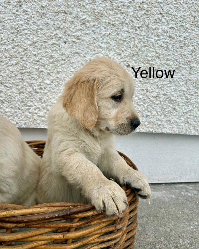 Gorgeous Cream KC Golden Retriever Puppies